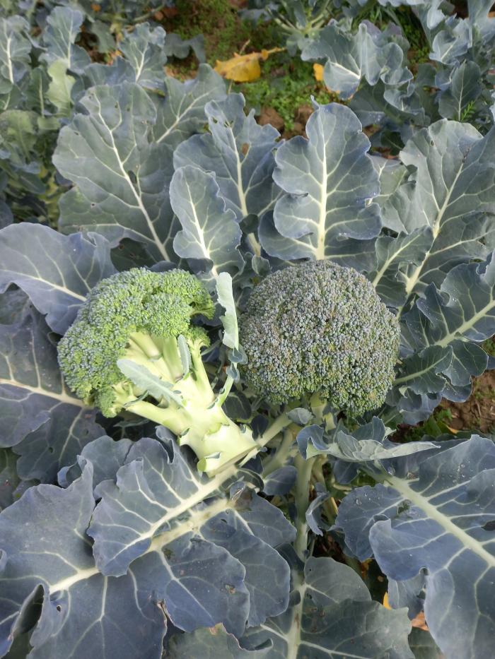 Bio Brokkoli (zöld)