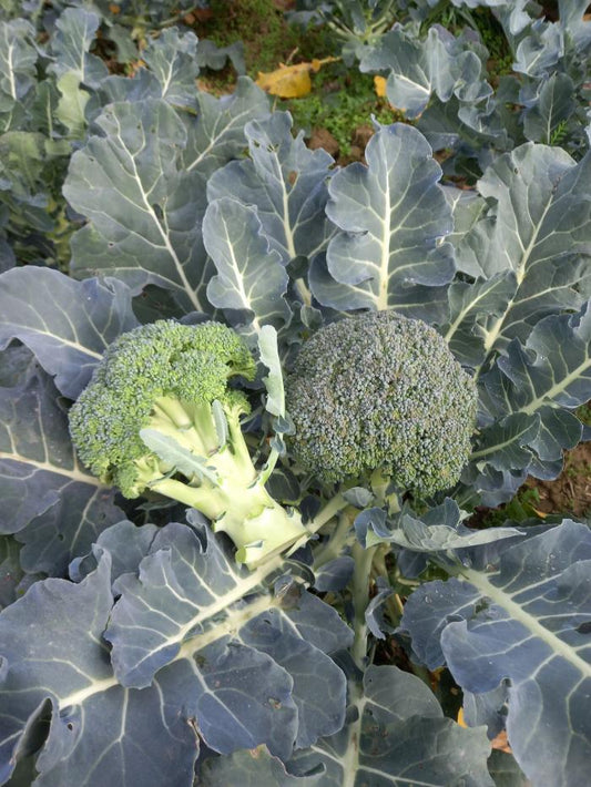 Bio Brokkoli (zöld)