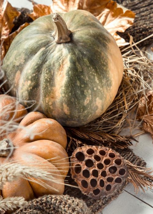 Gesztenye tök kb. 1-1,5 kg